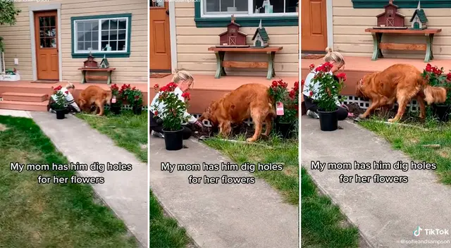 TikTok sobre una mujer y un perro plantando flores se hace viral TikTok sobre una mujer y un perro plantando flores se hace viral