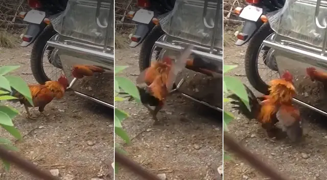 Gallo es captado peleando consigo mismo y video es viral en TikTok Gallo es captado peleando consigo mismo y video es viral en TikTok