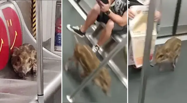 Viral jabali en metro de China