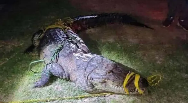 Cocodrilo mata a mujer en laguna de Tampico, Tamaulipas