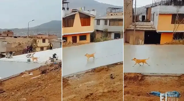 Perrito camina sobre cemento fresco y arruina el trabajo de obreros