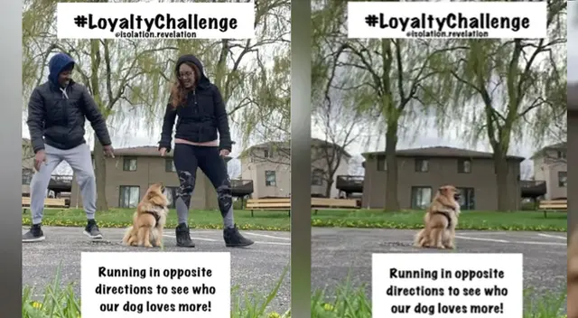 perro que se rebela contra el último reto viral que pone a prueba el cariño de las mascotas a sus dueños perro que se rebela contra el último reto viral que pone a prueba el cariño de las mascotas a sus dueños