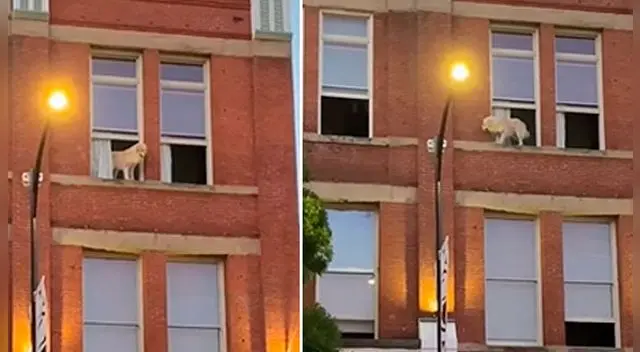TikTok: Un perro a punto de saltar desde un edificio causó tensión al vecindario - VIDEO TikTok: Un perro a punto de saltar desde un edificio causó tensión al vecindario - VIDEO