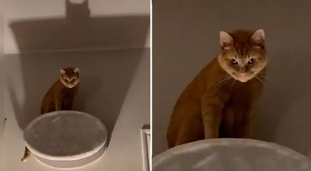 Gato se vuelve tendencia al proyectar una gran sombra con parecido a