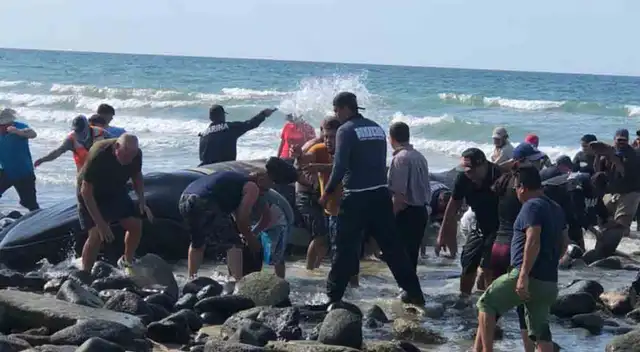 Autoridades y habitantes de Puerto Peñasco rescatan a ballena varada