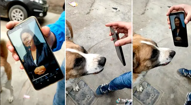 TikTok: Perrito ve fotografía de Keiko Fujimori y su reacción de vuelve viral - VIDEO TikTok: Perrito ve fotografía de Keiko Fujimori y su reacción de vuelve viral - VIDEO