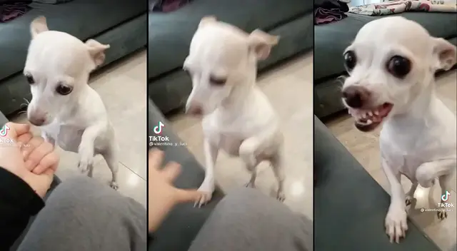 El can reaccionó mal al enterarse de la broma. El can reaccionó mal al enterarse de la broma.