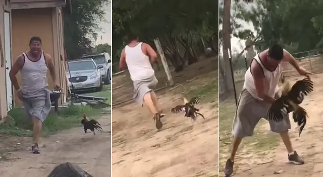 Joven es perseguido por un gallo y recibe un par de picotazos como venganza Joven es perseguido por un gallo y recibe un par de picotazos como venganza