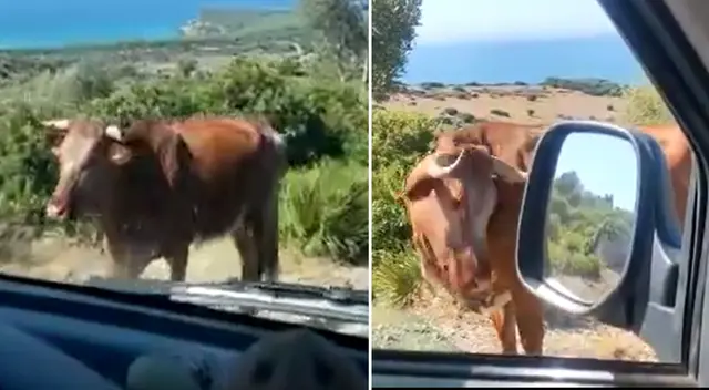 El video de vaca dando instrucciones a turistas se hace viral El video de vaca dando instrucciones a turistas se hace viral