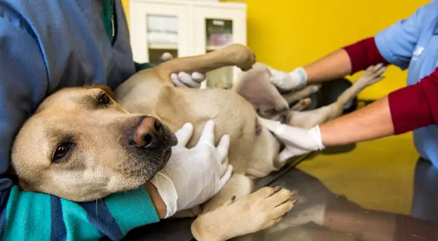 La norma establece priorizar la esterilización de perros y gatos como componente de la política nacional de salud pública La norma establece priorizar la esterilización de perros y gatos como componente de la política nacional de salud pública