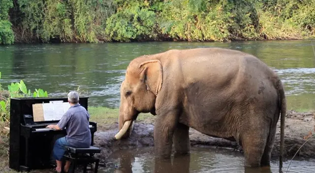 Elefante escucha con atención a pianista que toca música de Beethoven Elefante escucha con atención a pianista que toca música de Beethoven
