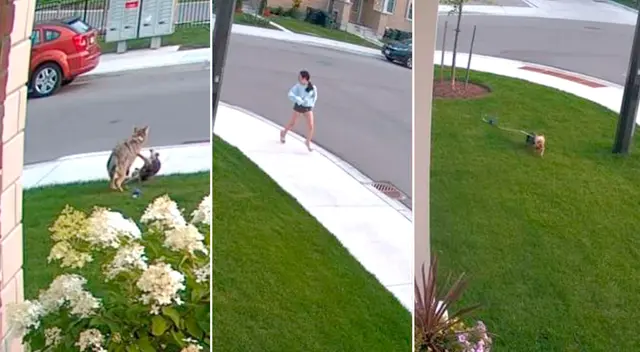 La perrita 'yorkshire' se enfrentó a un coyote para salvar a su dueña La perrita 'yorkshire' se enfrentó a un coyote para salvar a su dueña