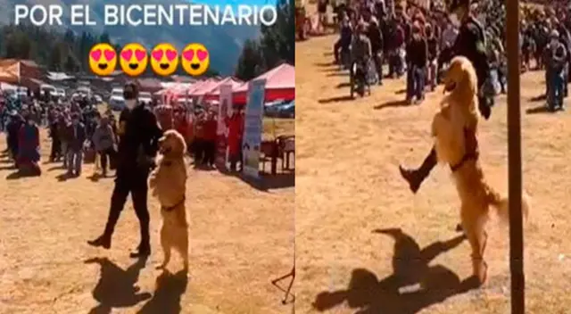 Perros realizan desfile patrio por 28 de julio Perros realizan desfile patrio por 28 de julio