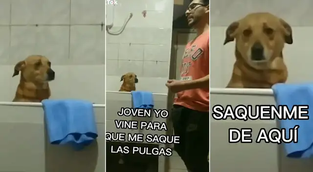 Veterinario se pone a cantar baladas y reacción del perro se hace viral