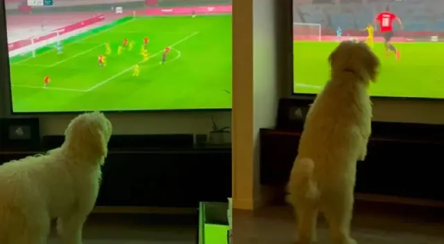 Perro se emociona al ver un partido de fútbol y video se hace viral en redes Perro se emociona al ver un partido de fútbol y video se hace viral en redes