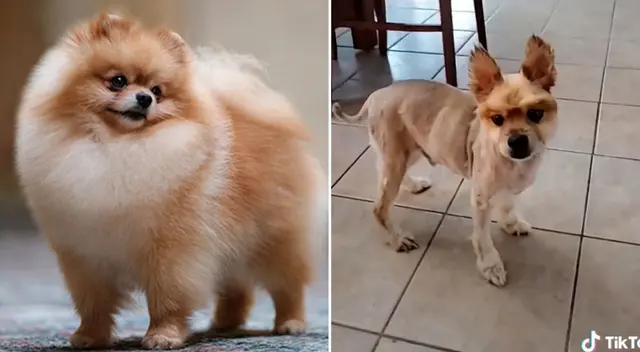 TikTok: Cambio de 'look' en perro raza Pomerania genera burlas en redes sociales - VIDEO