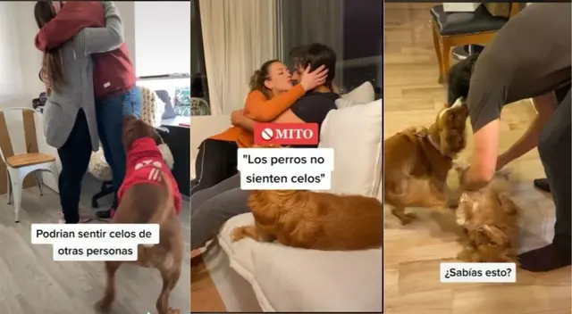 ¿Los perros sienten celos?: video en Tiktok explica el comportamiento de tus mascotas ¿Los perros sienten celos?: video en Tiktok explica el comportamiento de tus mascotas
