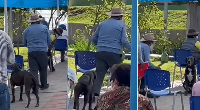 Perro se vuelve viral en TikTok por acompañar a su amo a vacunarse contra el coronavirus Perro se vuelve viral en TikTok por acompañar a su amo a vacunarse contra el coronavirus