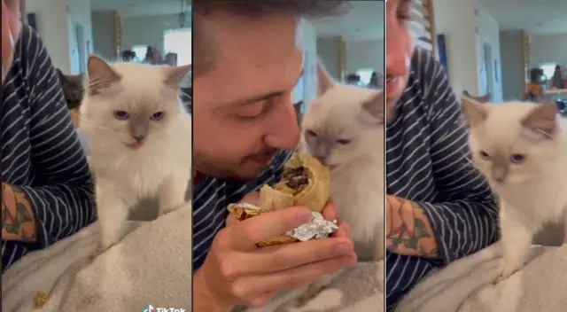 Tiktok: gato prueba la comida de su dueño y su reacción se vuelve viral Tiktok: gato prueba la comida de su dueño y su reacción se vuelve viral