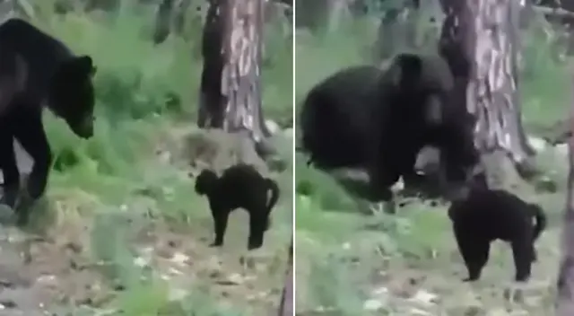 Poco o nada le importó al gato que el oso lo superaba en tamaño y fuerza, a fin de defender a sus dueños Poco o nada le importó al gato que el oso lo superaba en tamaño y fuerza, a fin de defender a sus dueños