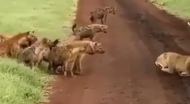 Leona impide que varias hienas sigan con su recorrido en la selva de África Leona impide que varias hienas sigan con su recorrido en la selva de África