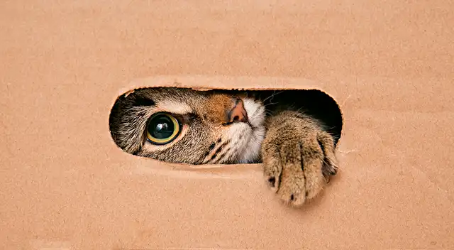 Desafío visual: puedes encontrar al gato en este reto viral.