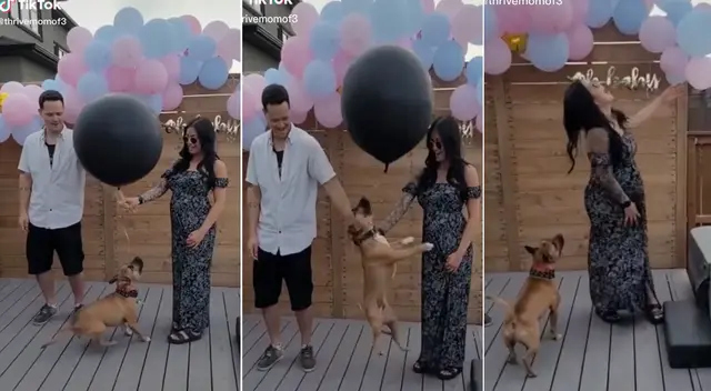 Mira el tremendo fail que cometió un perro en una revelación del sexo de un bebé