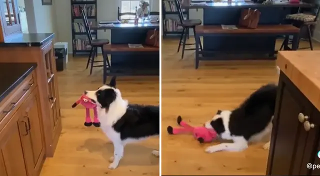 Perro se vuelve loco tras escuchar Who Let the Dogs Out y video es viral en TikTok Perro se vuelve loco tras escuchar Who Let the Dogs Out y video es viral en TikTok