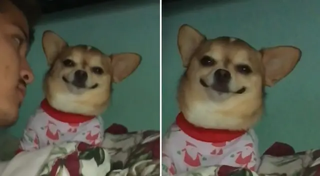 Perro enternece las redes por su adorable expresión tras muestras de cariño