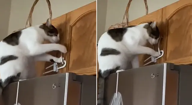 El gato no pudo lograr su cometido tras ver que los cajones ahora cuentan con candados
