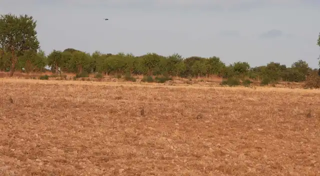 Nuevo desafío visual en el que pondrá a prueba tu concentración y visión