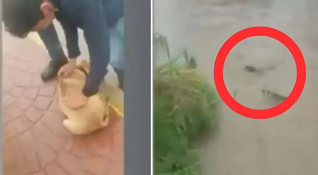 La Fiscalía de San Luis Potosí ya investiga el maltrato animal