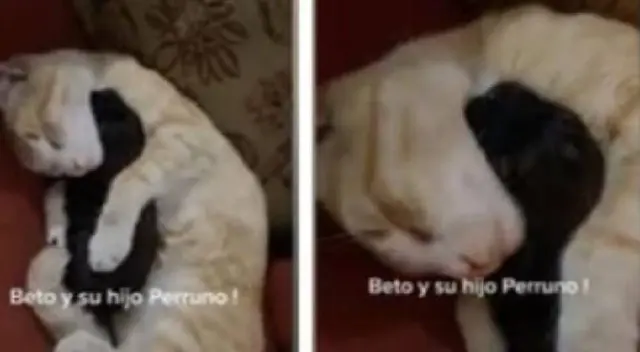 Tiktok viral: Gato adopta a perrito y lo trata como si fuera cria Tiktok viral: Gato adopta a perrito y lo trata como si fuera cria