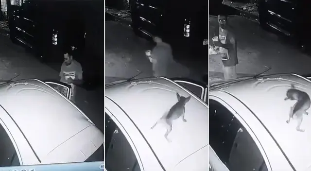 Perro cae encima de un auto y sorprende al dueño del vehículo quien nunca lo vio venir Perro cae encima de un auto y sorprende al dueño del vehículo quien nunca lo vio venir