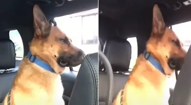 Perro no soporta llanto de bebé y así se lo hace saber a sus dueños Perro no soporta llanto de bebé y así se lo hace saber a sus dueños