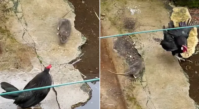 El ratón se metió a un El ratón se metió a un