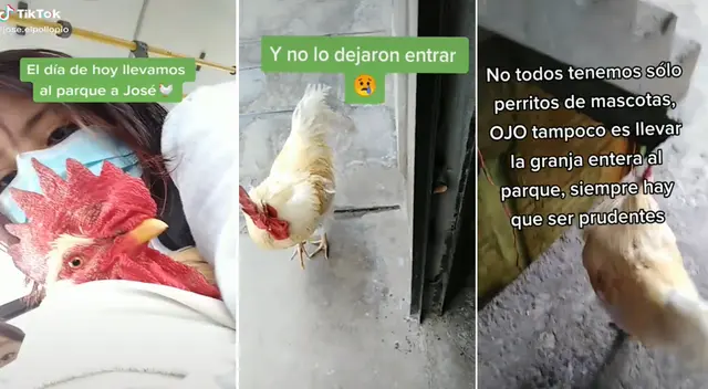 La joven denuncia que la seguridad del Parque Huáscar no dejó ingresar a su gallo La joven denuncia que la seguridad del Parque Huáscar no dejó ingresar a su gallo