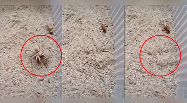 Tiktok viral: araña desaparece en la tierra.