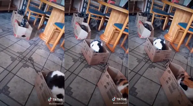 TikTok viral: usuario intentó sorprender a sus mascotas.