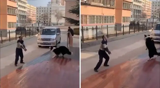 Viral: perrito le gana un 'mini' partido de voley a su dueño