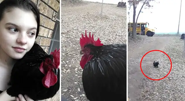Viral: Gallo espera el bus escolar para recibir a su joven dueña todos los días - VIDEO Viral: Gallo espera el bus escolar para recibir a su joven dueña todos los días - VIDEO