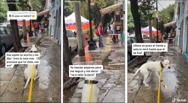 Tiktok: perro protege a su dueña de acoso callejero en su ciudad Tiktok: perro protege a su dueña de acoso callejero en su ciudad