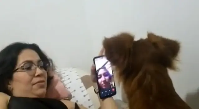 La dueña terminó cediendo ante el encanto de su perrita y video enternece las redes La dueña terminó cediendo ante el encanto de su perrita y video enternece las redes