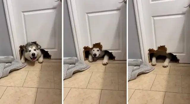 Perro se hizo viral en Facebook por curioso video. Perro se hizo viral en Facebook por curioso video.