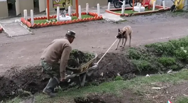 El curioso perrito vio a su dueño en problemas y no dudó en ayudarlo El curioso perrito vio a su dueño en problemas y no dudó en ayudarlo