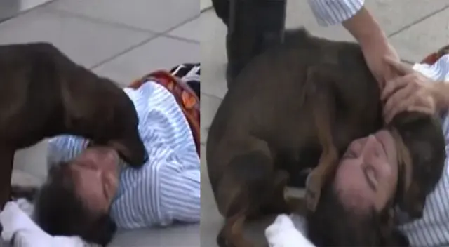 Perrito callejero interrumpe escena para ayudar a actor que fingía estar herido Perrito callejero interrumpe escena para ayudar a actor que fingía estar herido