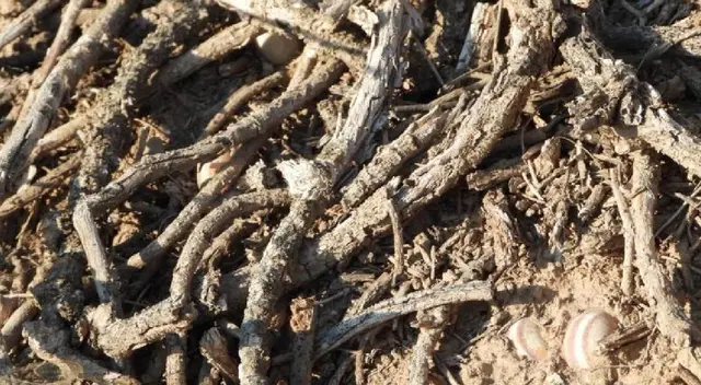 Reto visual: Encuentra a los insectos camuflados en 15 segundos