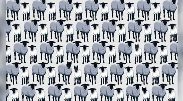 Reto visual: Localiza a los 6 lobos disfrazados de ovejas en tan solo 30 segundos