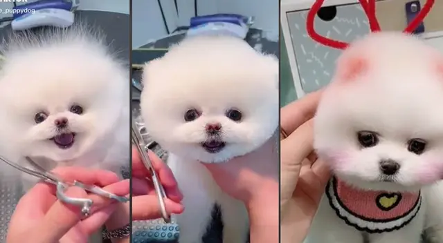 tierno perrito recibe cambio de look y resultado impresiona a todos tierno perrito recibe cambio de look y resultado impresiona a todos