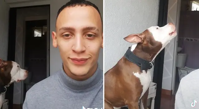 Perro llora cuando escucha a Adele y reacción de su dueño es viral